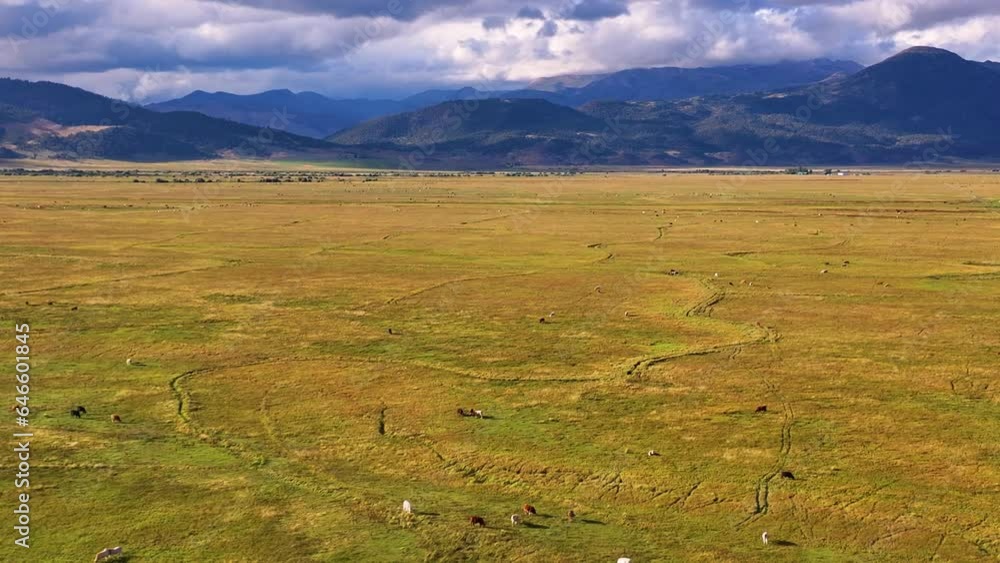 California Sierra Nevada Cattle Country Aerial Drone California Sierra Nevada Cattle Country Aerial Drone