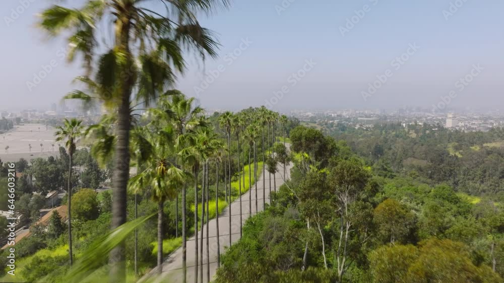 Drone flying fast above road lined by tall green palm trees. Palms in golden sunrise on Hollywood hills with scenic Los Angeles downtown panoramic view, California USA aerial travel tourism footage 4K Drone flying fast above road lined by tall green palm trees. Palms in golden sunrise on Hollywood hills with scenic Los Angeles downtown panoramic view, California USA aerial travel tourism footage 4K