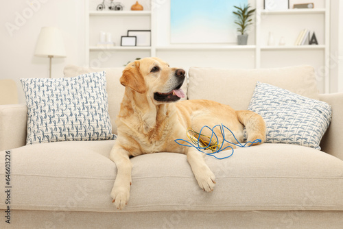 Naughty Labrador Retriever dog with damaged electrical wire on sofa at home