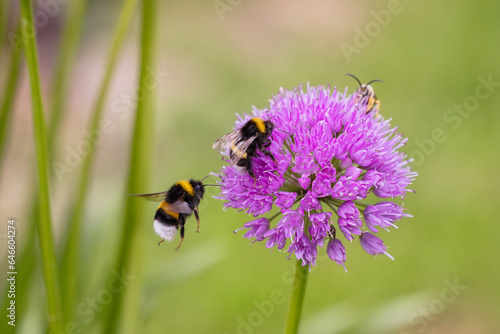two bumblebees and a bee on an allium flower in the garden