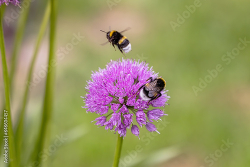 two bumblebees and a bee on an allium flower in the garden © Christian Müller