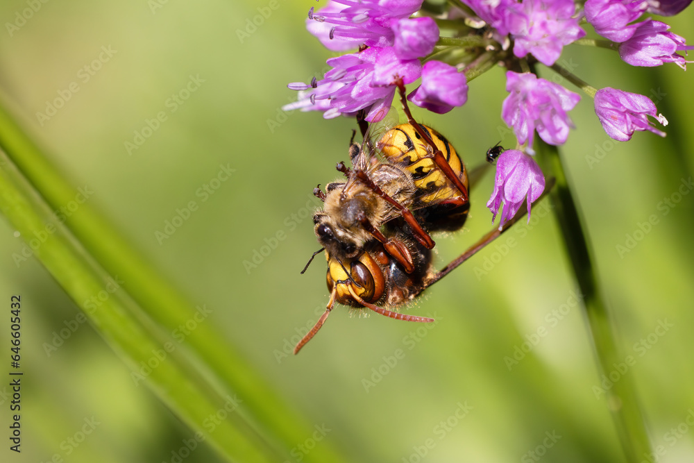 Hornet hangs on an allium flower and eats a bee Hornet hangs on an allium flower and eats a bee
