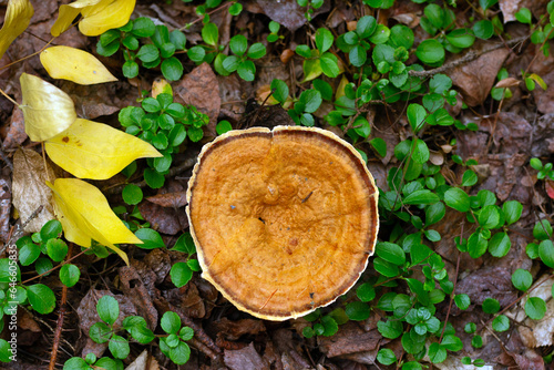 Orange Cinnamon coltricia mushroom grows on the forest floor. photo
