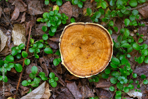 Orange Cinnamon coltricia mushroom grows on the forest floor. photo