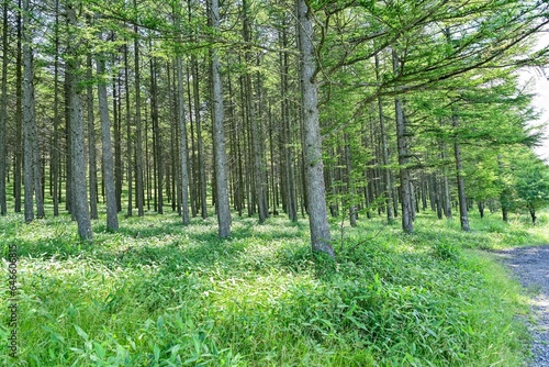 八島ヶ原湿原で見た静寂に包まれた針葉樹林の情景