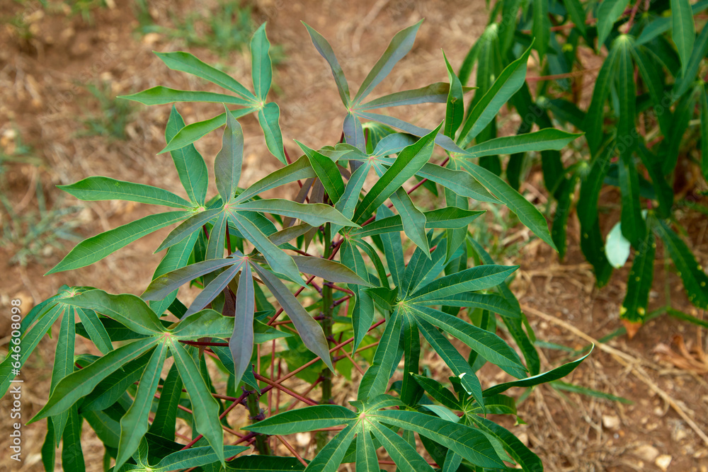 Obraz premium green cassava tree on farm