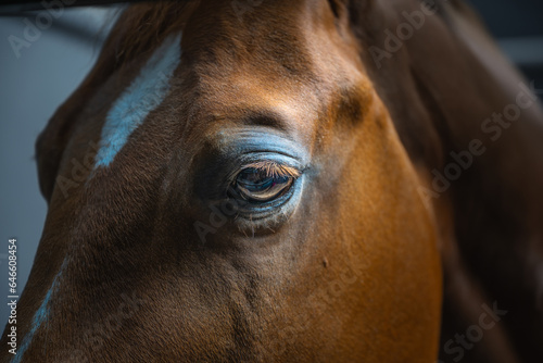 2023-09-08 A CLOSE UP OF A BROWN HORSES EYE WITH SELECTIVE FOCUS