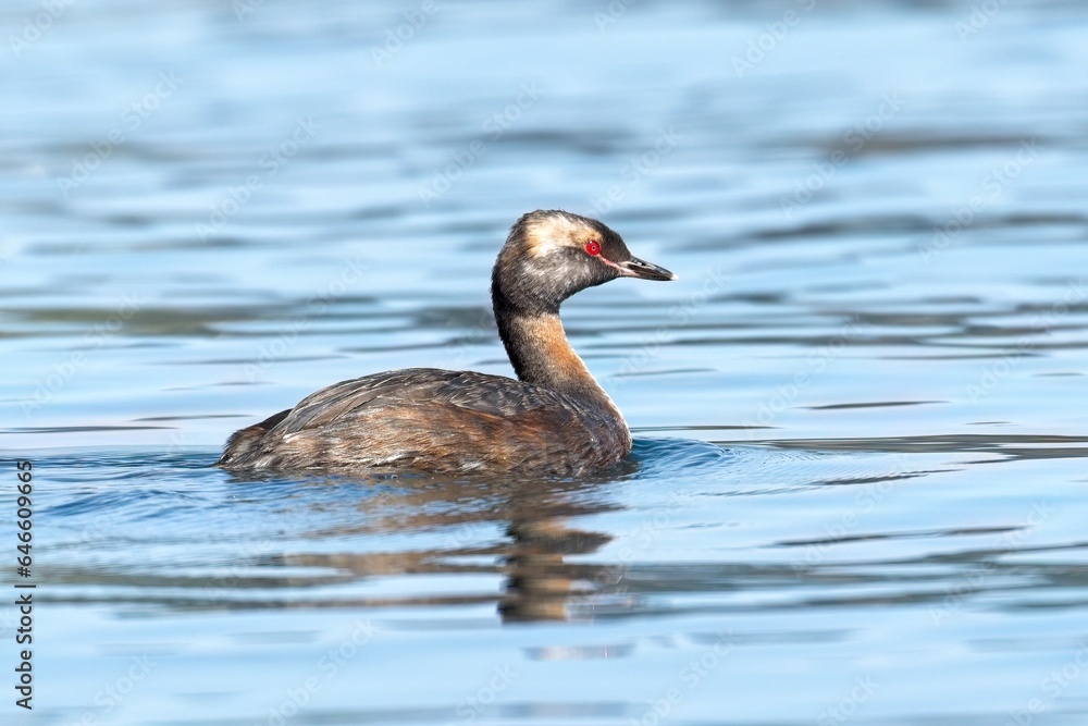 Male horned grebe in the water.