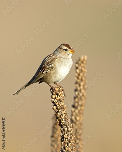 Cute Lincoln Sparrow perched on plant.