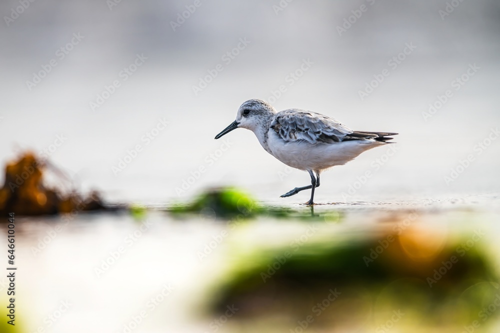 Sanderling, Calidris Alba, birds on the beach at low tide, Dawlish Warren, Devon, England Sanderling, Calidris Alba, birds on the beach at low tide, Dawlish Warren, Devon, England