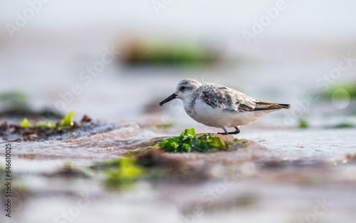 Sanderling, Calidris Alba, birds on the beach at low tide, Dawlish Warren, Devon, England