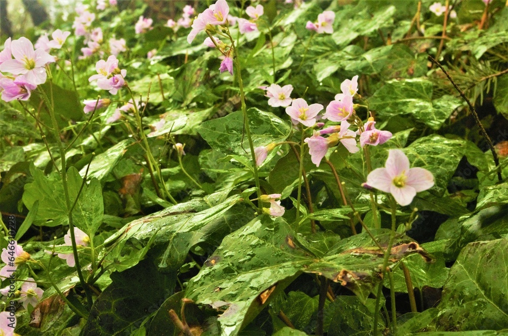 Side angle of light hitting flowering plants, most likely Nuttall's toothwort (Cardamine nuttallii), growing along the forest floor. Side angle of light hitting flowering plants, most likely Nuttall's toothwort (Cardamine nuttallii), growing along the forest floor.