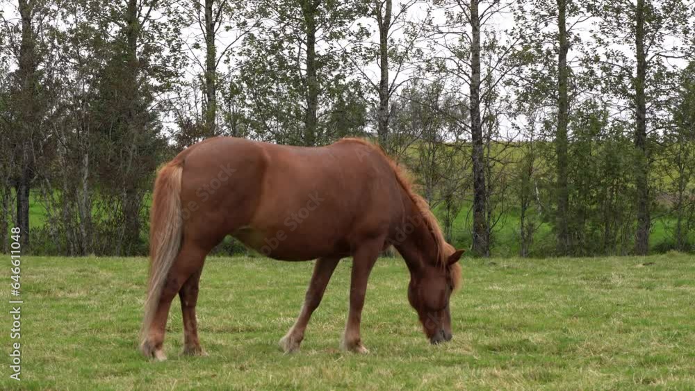 The Icelandic horse is a breed of horse developed in Iceland. They are capable of all the usual gaits of any other horse – the walk, trot, and canter. The Icelandic horse is a breed of horse developed in Iceland. They are capable of all the usual gaits of any other horse – the walk, trot, and canter.