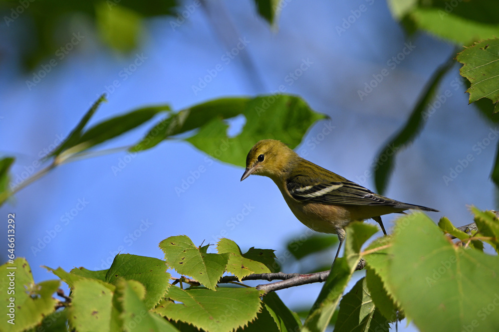 Bay-breasted warbler bird with its confusing fall coloring sits perched on a branch in the forest Bay-breasted warbler bird with its confusing fall coloring sits perched on a branch in the forest