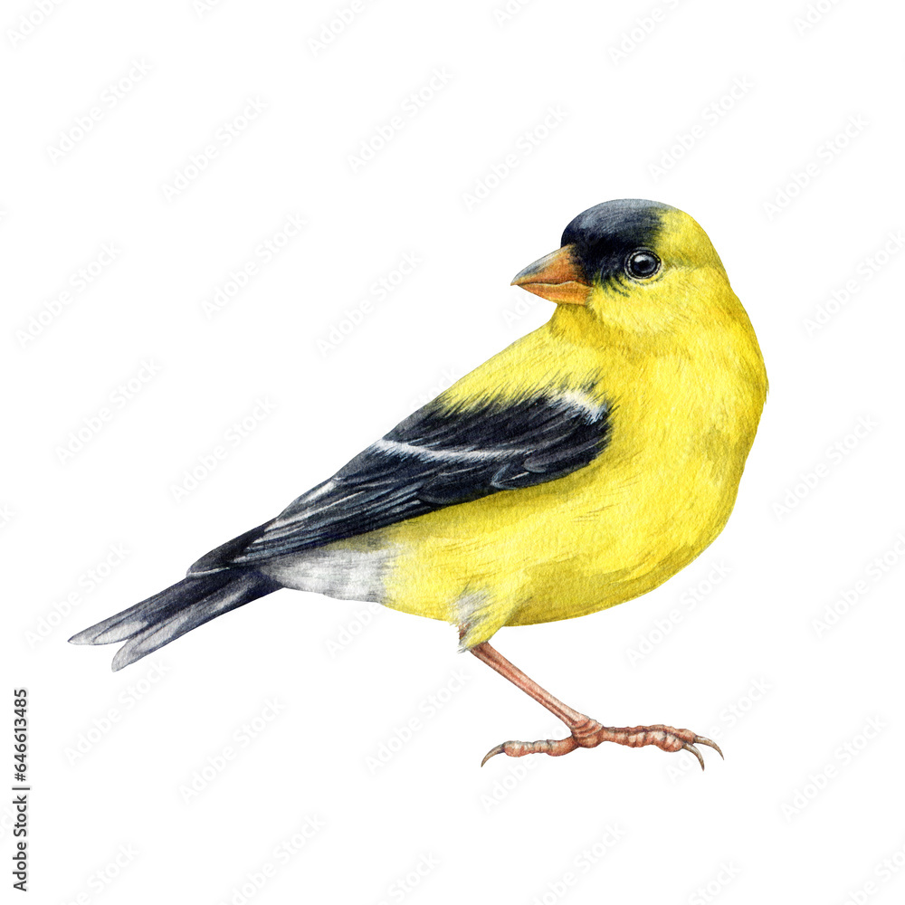 Obraz premium Goldfinch bird watercolor illustration. Spinus tristis realistic detailed image. Hand drawn North American native yellow bird. Goldfinch wildlife forest avian isolated on white background