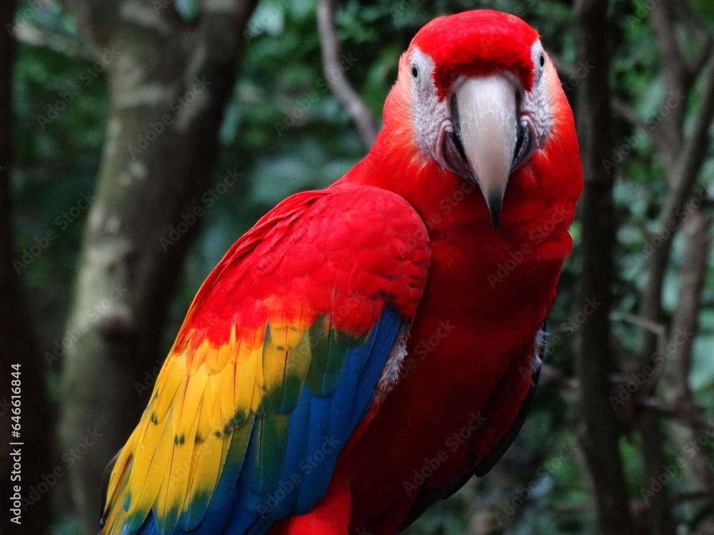 Guacamaya Roja