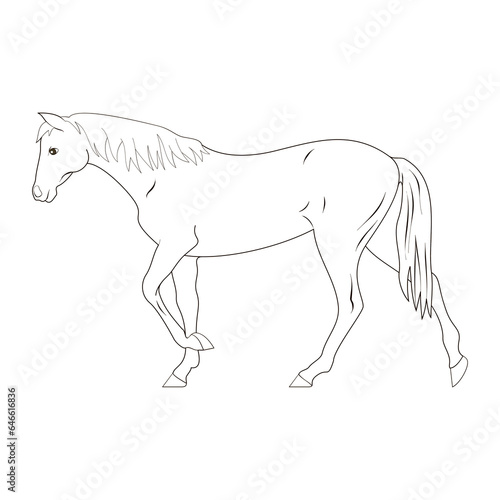 horse line vector illustration