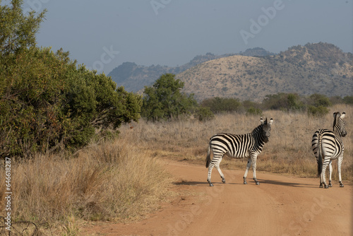 Two zebras crossing a dirt road in South Africa with the hills behind them.  