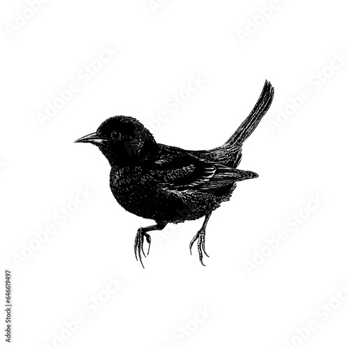 Orchard Oriole hand drawing vector isolated on background.