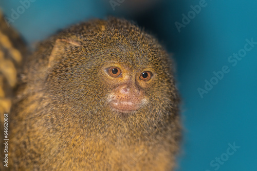 Pygmy marmoset (Dwarf monkey) © William Huang
