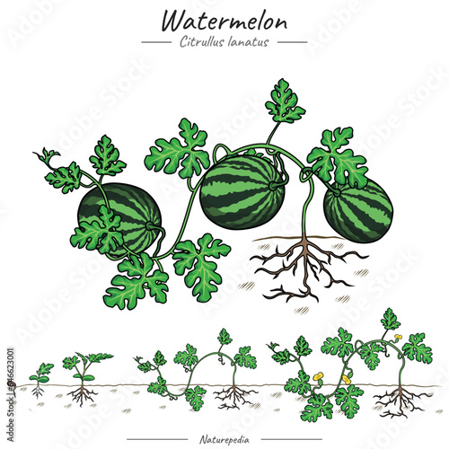 Watermelon Tree illustration