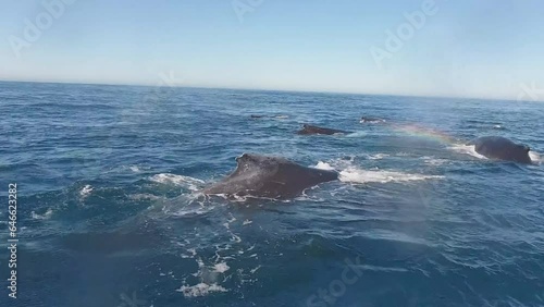 Humpback whale (Megaptera novaeangliae), Silver Bank, Dominican Republic, Atlantic Ocean