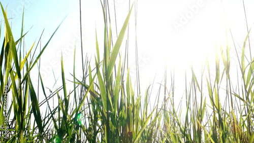 Moving blades of grass Stock video © homydesign