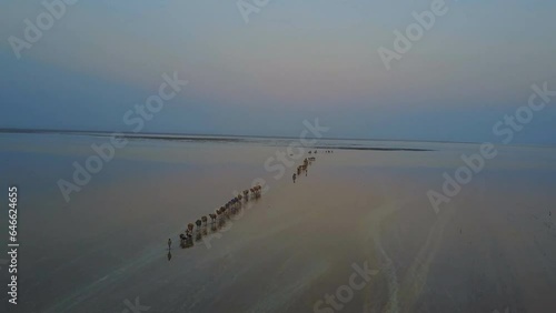 Afar camel caravan transporting salt in the Danakil Depression, Ethiopia (aerial photography) photo