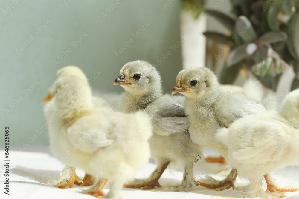 baby chicken on a green background