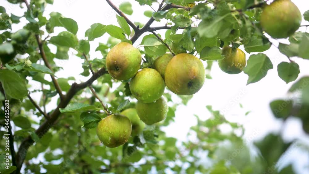 Close-up view of yellow apples on apple tree branch on bright sunny rainy day. Close-up view of yellow apples on apple tree branch on bright sunny rainy day.