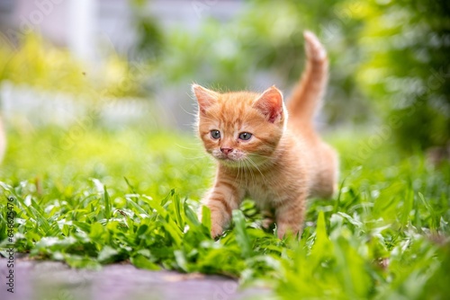 cat, orange kitten in the grass walking With confidence alone, with the tail held up photo