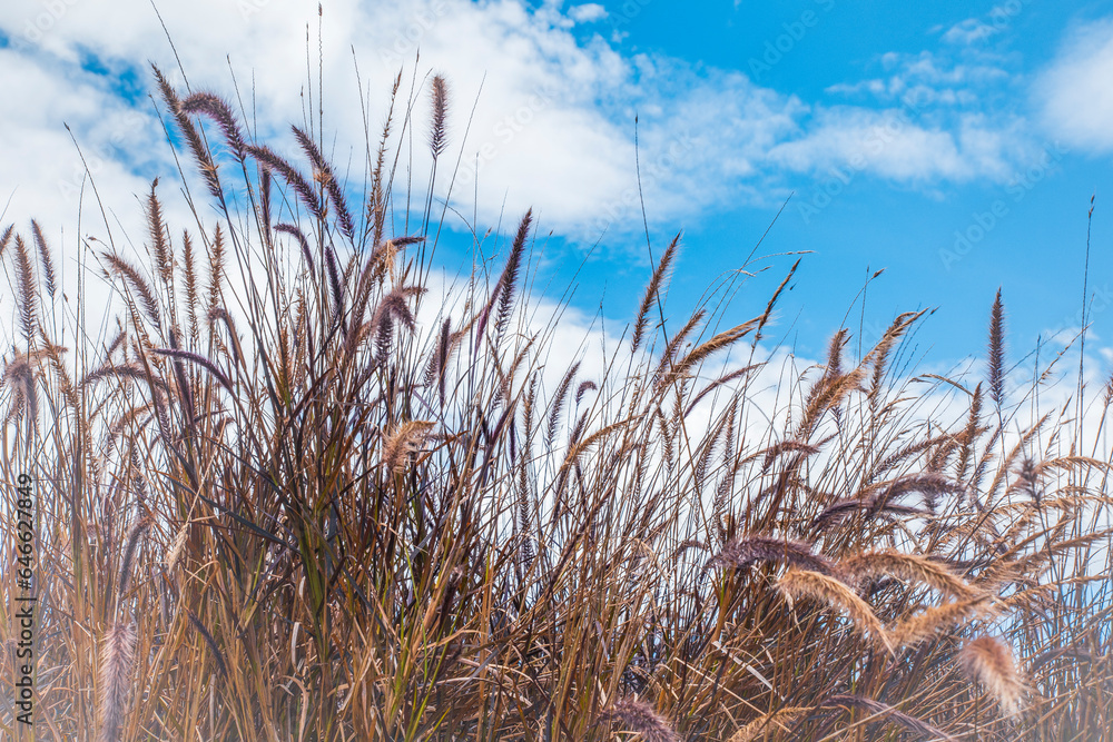 Fototapeta premium Landscape of beautiful plants and pastures with a blue sky and white clouds