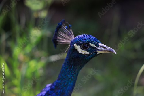 portrait of a peacock