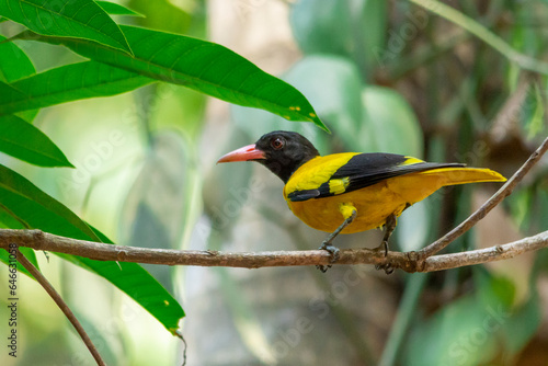 Black-hooded oriole