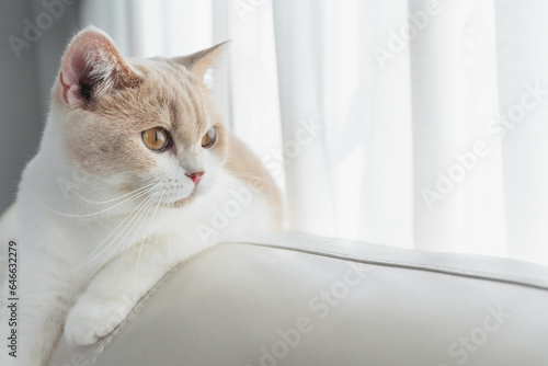 Close-up, Cute indoor cat British Shorthair sitting on white sofa