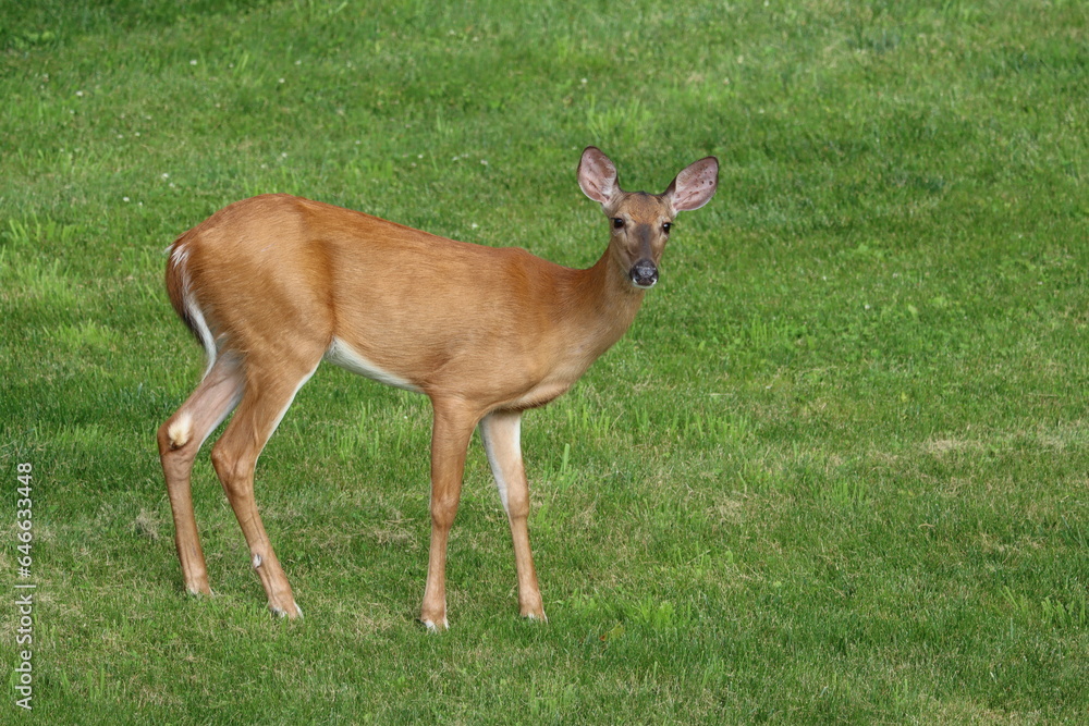 A female white-tailed deer in early summertime A female white-tailed deer in early summertime