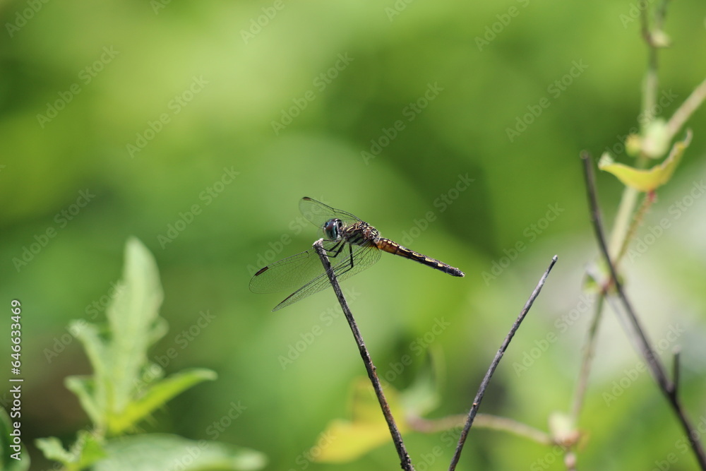 A blue dasher dragonfly holding onto a  twig