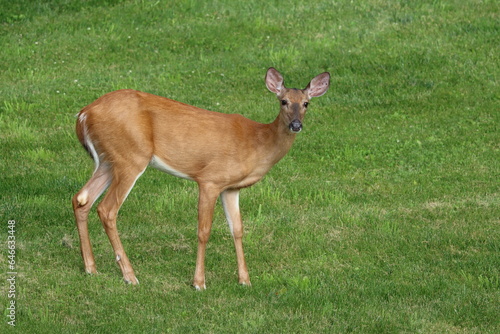 A female white-tailed deer in early summertime