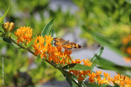 A pearl crescent butterfly on butterfly weed