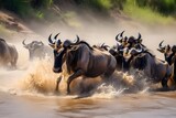 Wildebeests are crossing river. National Park