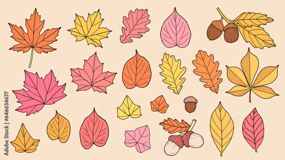 Autumn Leaves Vector Set, Maple, Birch, Elm, Oak, Acorn, Linden, Horse Chestnut, Fall Foliage Illustration Autumn Leaves Vector Set, Maple, Birch, Elm, Oak, Acorn, Linden, Horse Chestnut, Fall Foliage Illustration