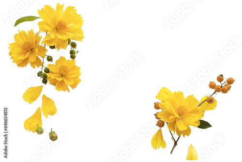 Fototapeta Naklejka Na Ścianę i Meble -  yellow flowers cosmos local flora of asia arrangement flat lay postcard style 