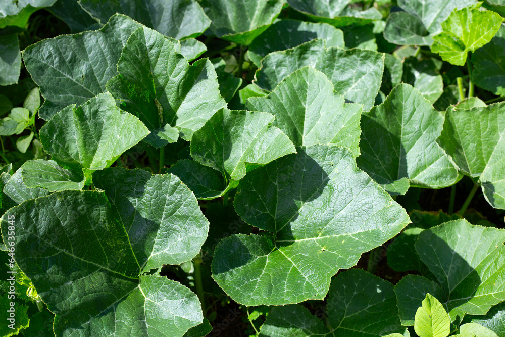 Fresh pumpkin green leaves in the garden Fresh pumpkin green leaves in the garden