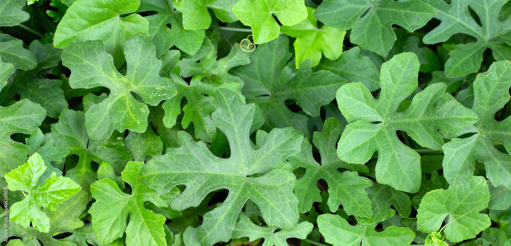 Lvy Gourd. fresh green leaves Lvy Gourd. fresh green leaves