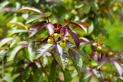 Bellyache bush plant with fruits