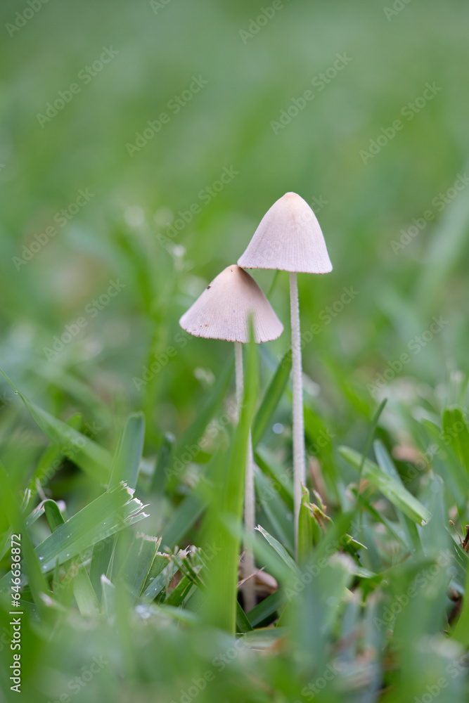 dos Hongos blancos comunes, Conocybe apala dos Hongos blancos comunes, Conocybe apala