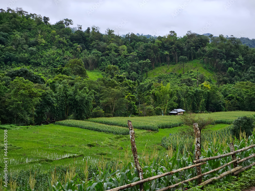 landscape with a fence