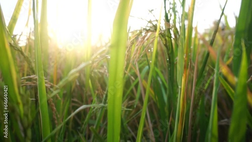 Rice plants in rice fields.