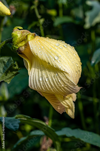 Beautiful Abelmoschus manihot (L.) Medicus photo