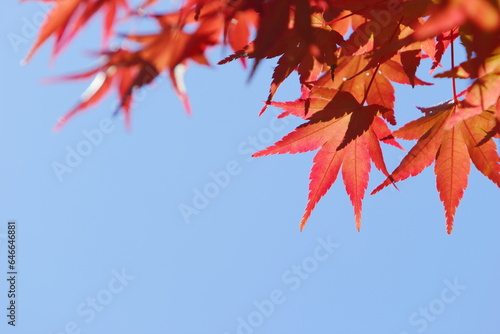 かえでの紅葉のクローズアップ 青空背景